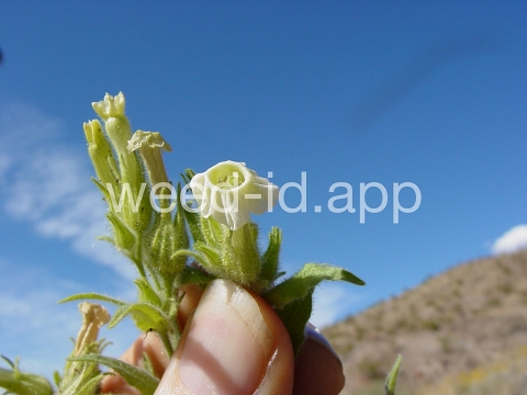 tobacco, desert